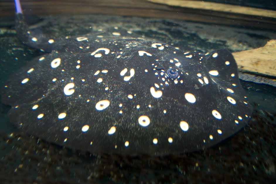 Belowwater.com Rare Fish Blog: Pair of Black Diamond Rays