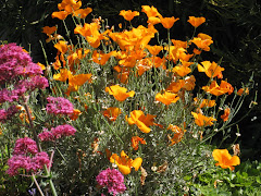 California wildflowers