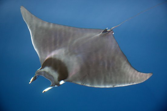 Mobula mobular
