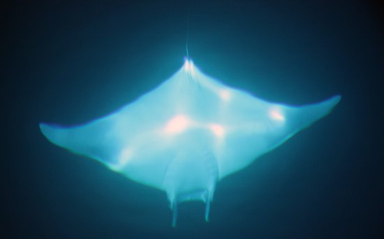 Mobula mobular