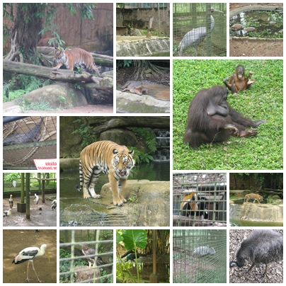 Gambar Melawat Zoo Melaka Percutian Bajet Keterangan ...