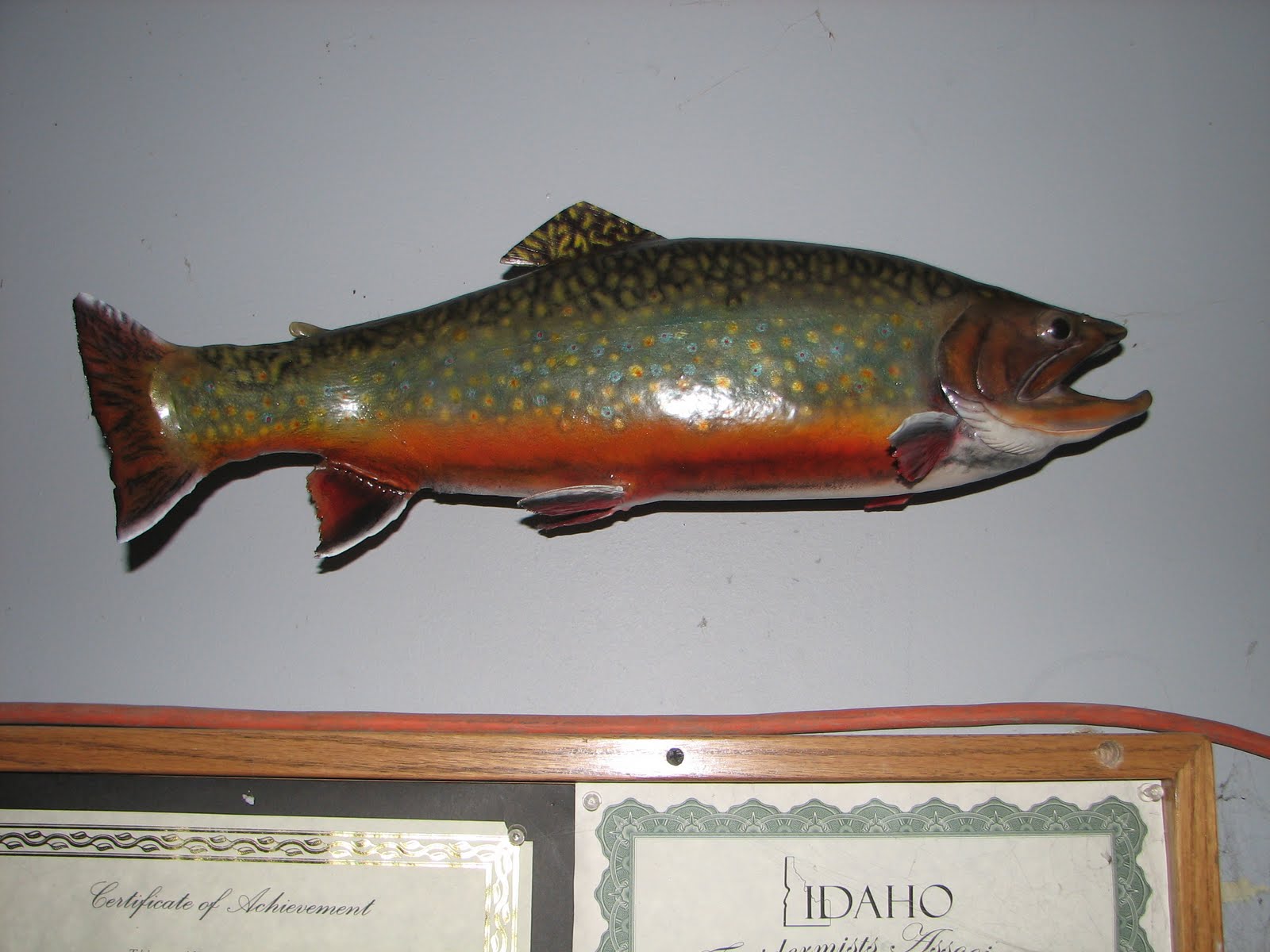 All Seasons Taxidermy Brook Trout Skin Mount