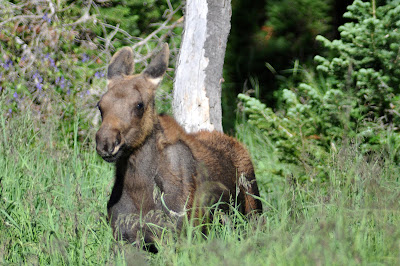 Moose Calf