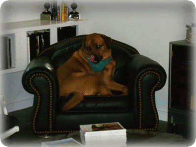 Meet Zeke, the shop dog