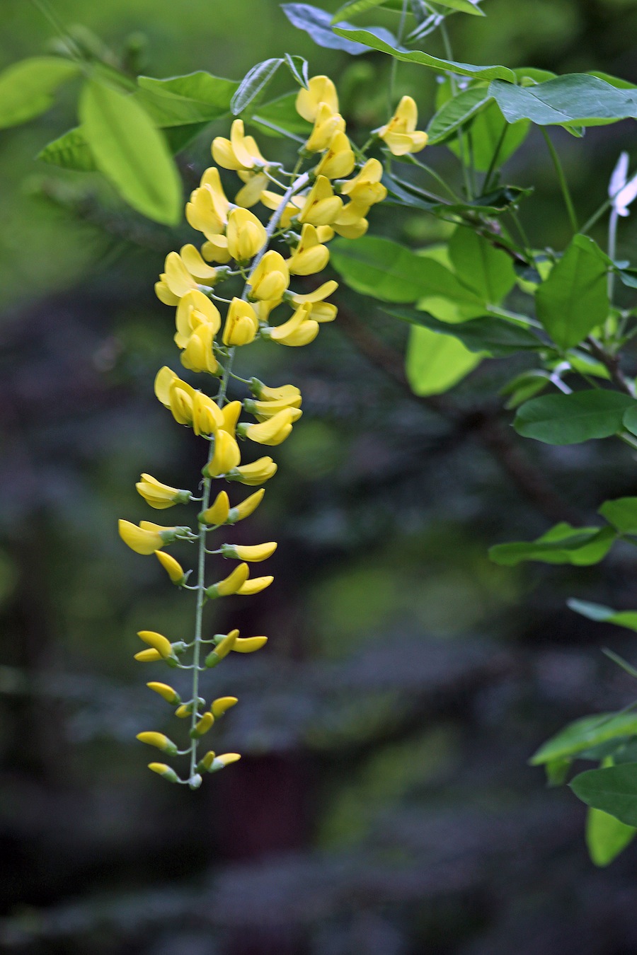 There's a Newf in My Soup! The Glorious Clark House on Hayden Lake, Idaho