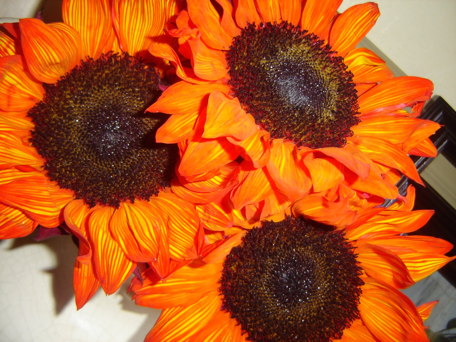 Nine is Fine Red Sunflowers