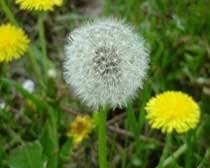 Produtos naturais: Dente de leão, flor amarela, e quando madura branca. Propriedades-naturais, Dente-de-leão
