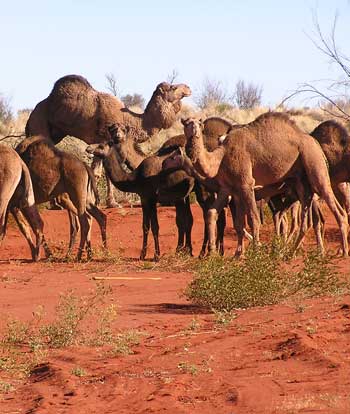 [Camels.jpg]