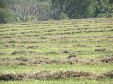 Hay Field