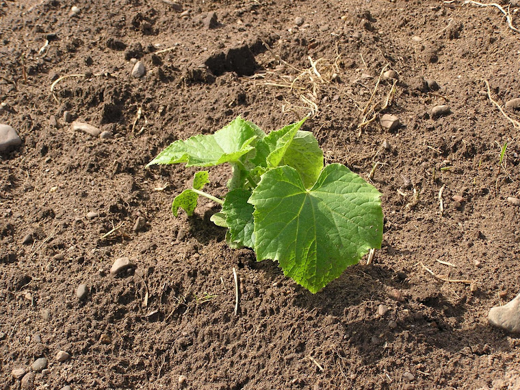 Cucumber Bush