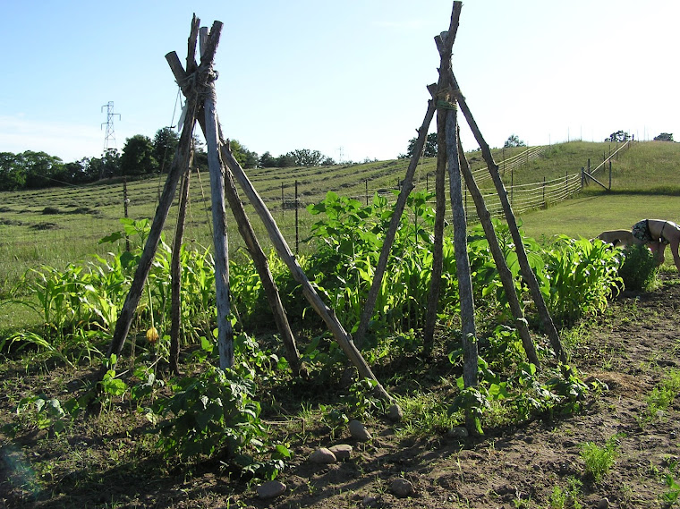 Bean Tee Pees