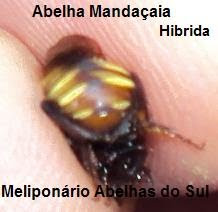 ABELHA  M.ANDAÇAIA