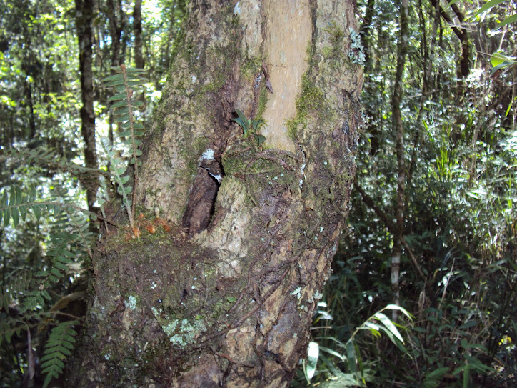 Ab. sem ferrão na floresta.
