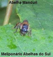 Abelha Manduri