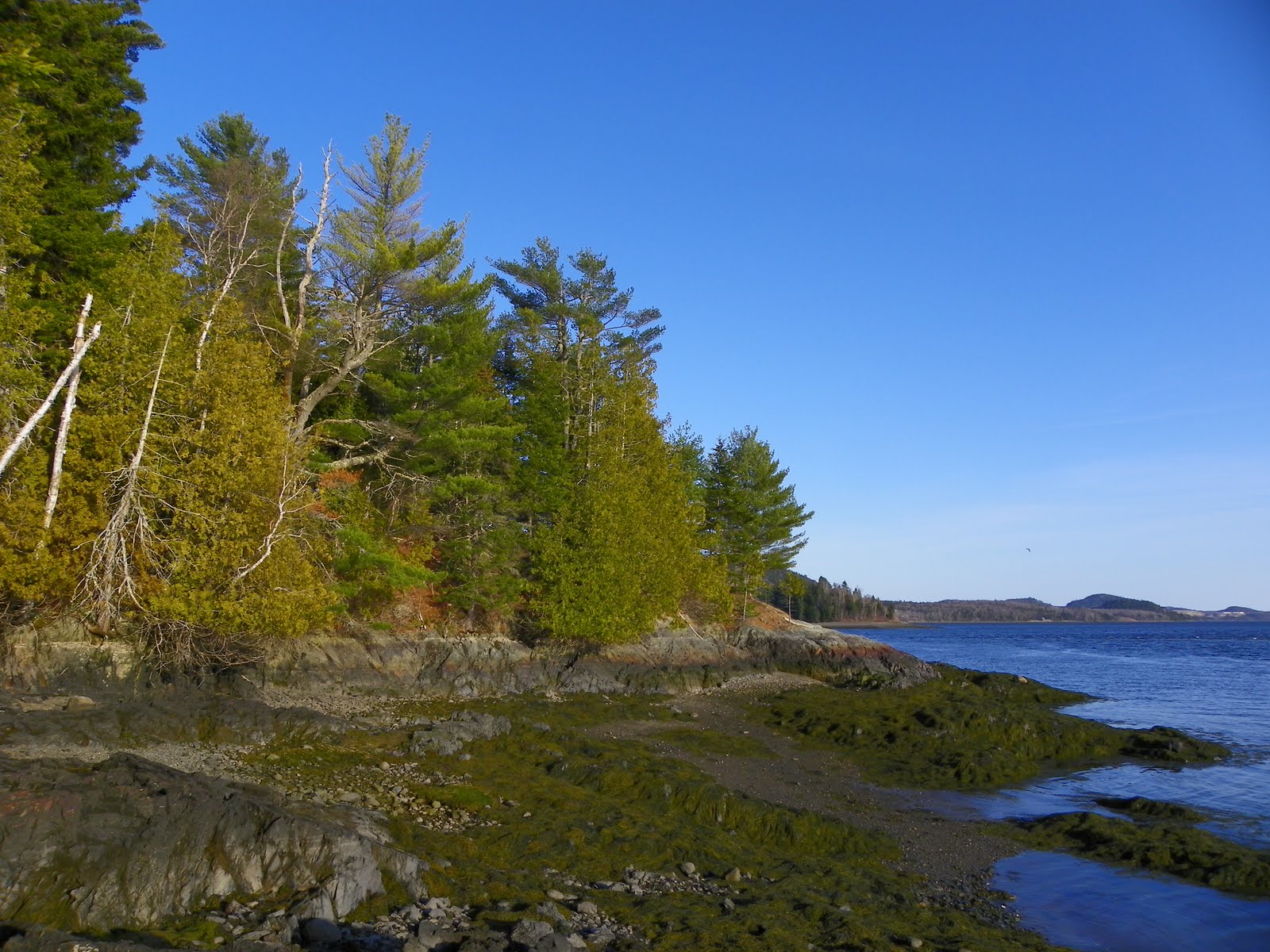 The Adventures of Joshua and Tilley Spoon Island Evening Hike, Part 4