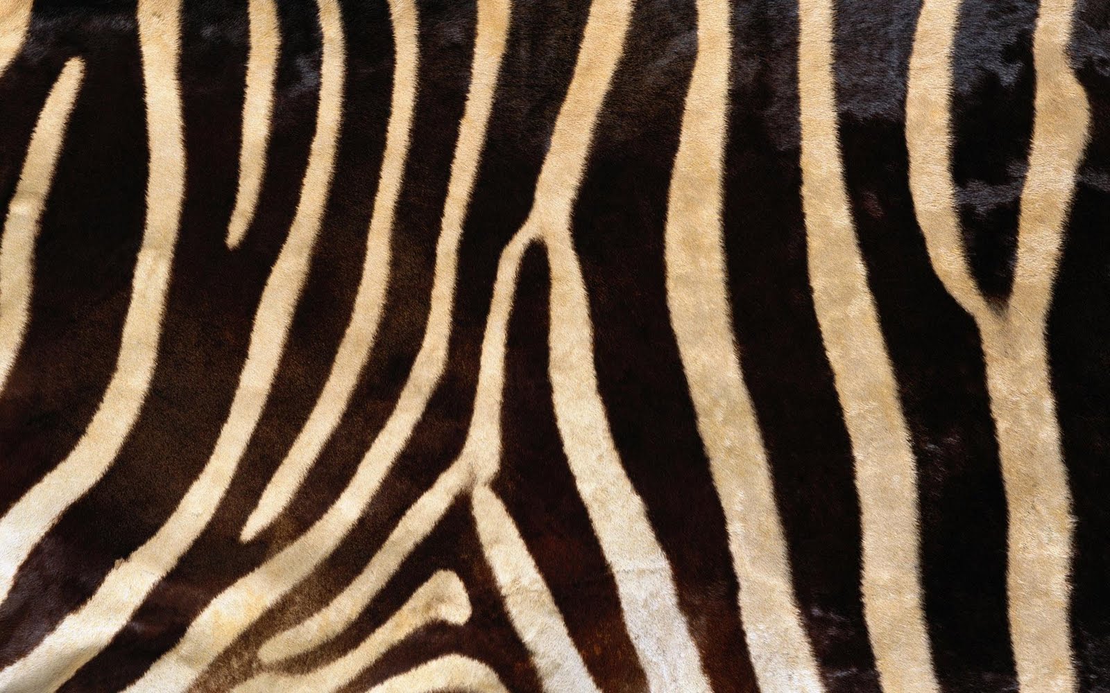 Zebra Stripes Picture, Zebra Stripes Desktop Wallpaper, Free