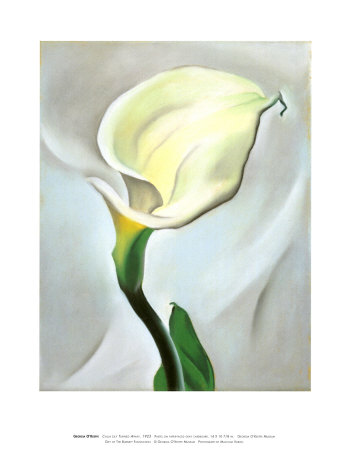 Calla Lily Drawing