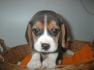 Beagle Puppies Photo