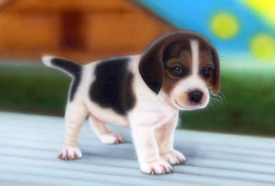 Beagle Puppies Gallery