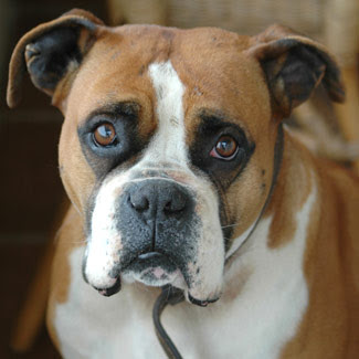 Boxer Famous Dog Breeds