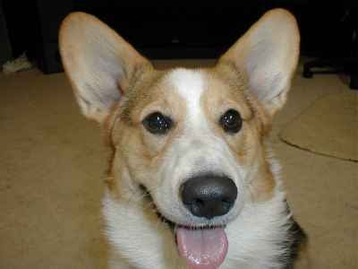 Pembroke Welsh Corgi Dog Breeds With Pictures