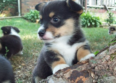 Pembroke Welsh Corgi Puppies Information