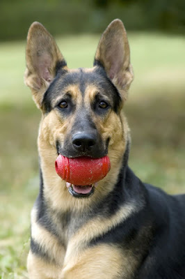 The German Shepherd Dog in Word and Picture