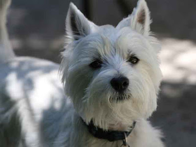 West Highland White Terrier Club of America