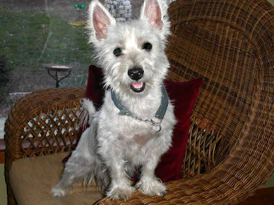 West Highland White Terrier named Patty