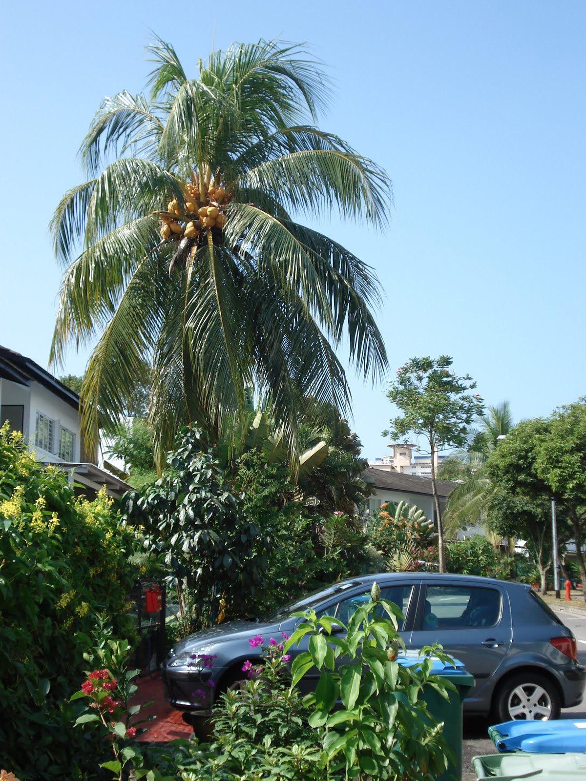 Lisa's Korean Adventure Huge palm trees