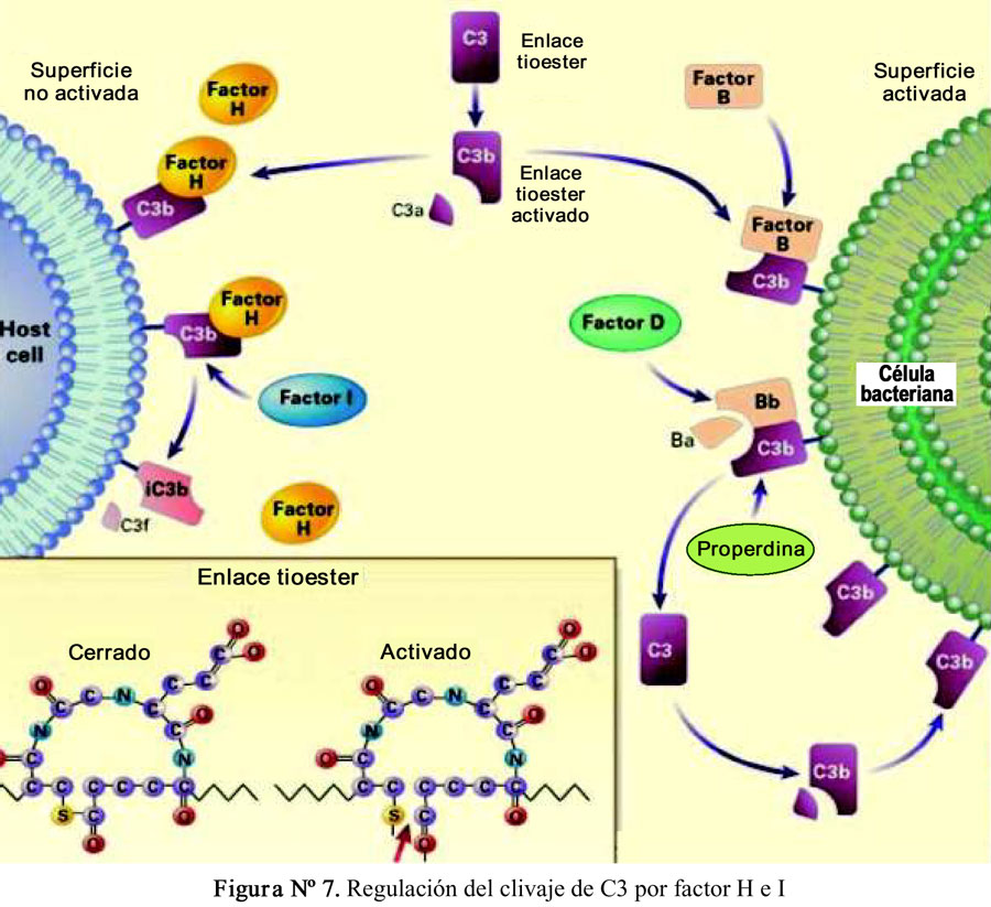 CD4 - O Mensageiro: Aula de 17/09/2010 - Sistema Complemento