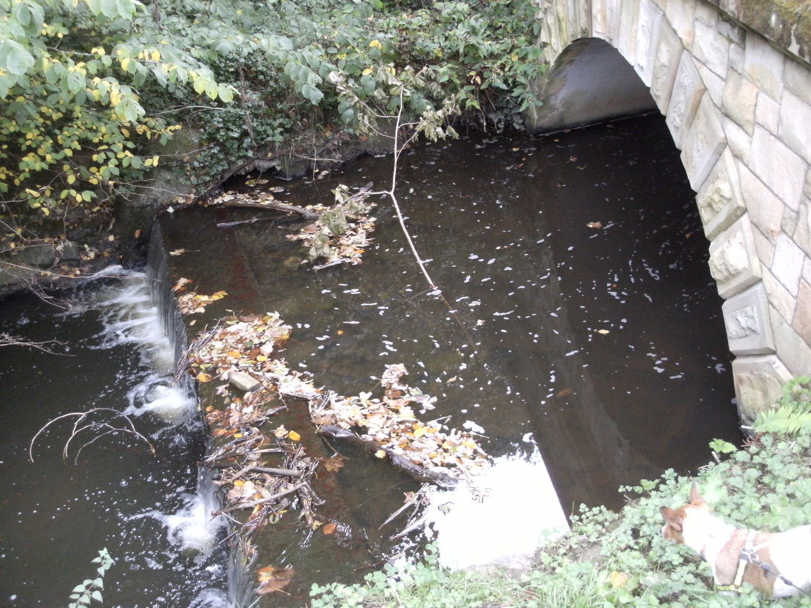 ADSEA Strangford Lough Sea Trout Project Fish kill, Crawfordsburn River