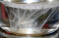 Fighting the Fungus: The spit test and the pH test