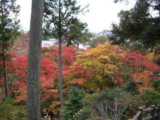 Basicallyitsgrowing Plants I Bought At Hampton Court