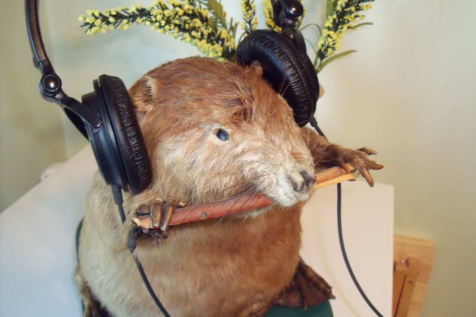 Worlds Biggest Beaver Dam