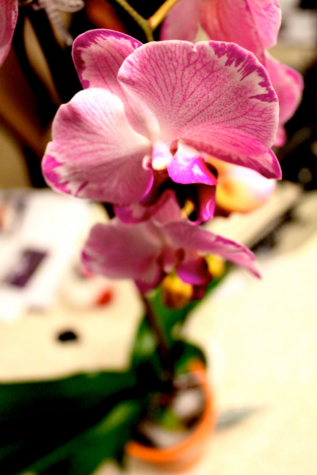 [an+orchid.jpg]