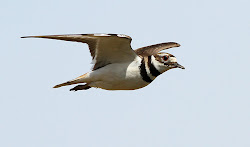 flight shots animals