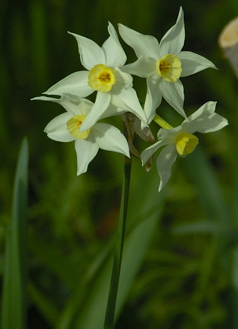 [Narcissus-tazetta.jpg]