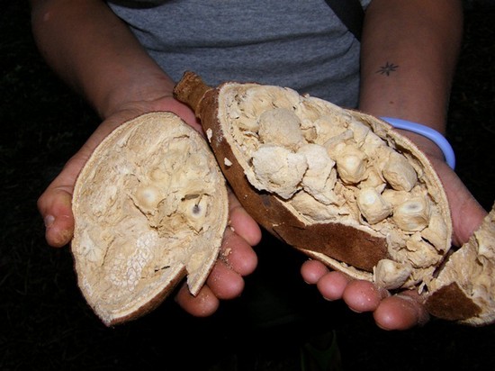 Mirip buah nangka ato cempedak di Indonesia ya!
