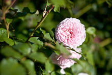 James Galway - en härlig blekrosa ros!