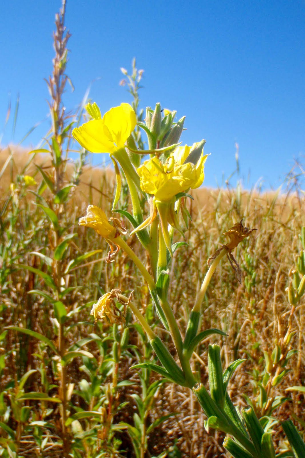 Wild About Evening Primrose Root (Evening Primrose Root Gratin and