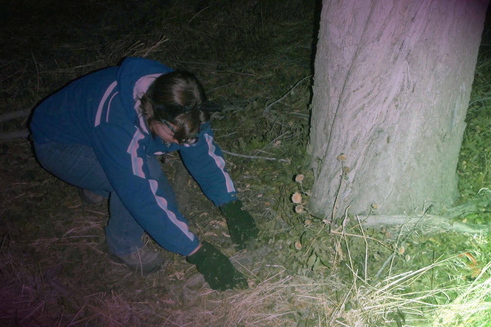 Wild About Black Walnuts (Really Wild, Maybe Just Plain Nuts!)