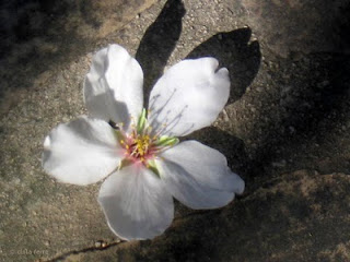 flor d'ametller