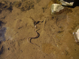 An Eastern Fox Snake