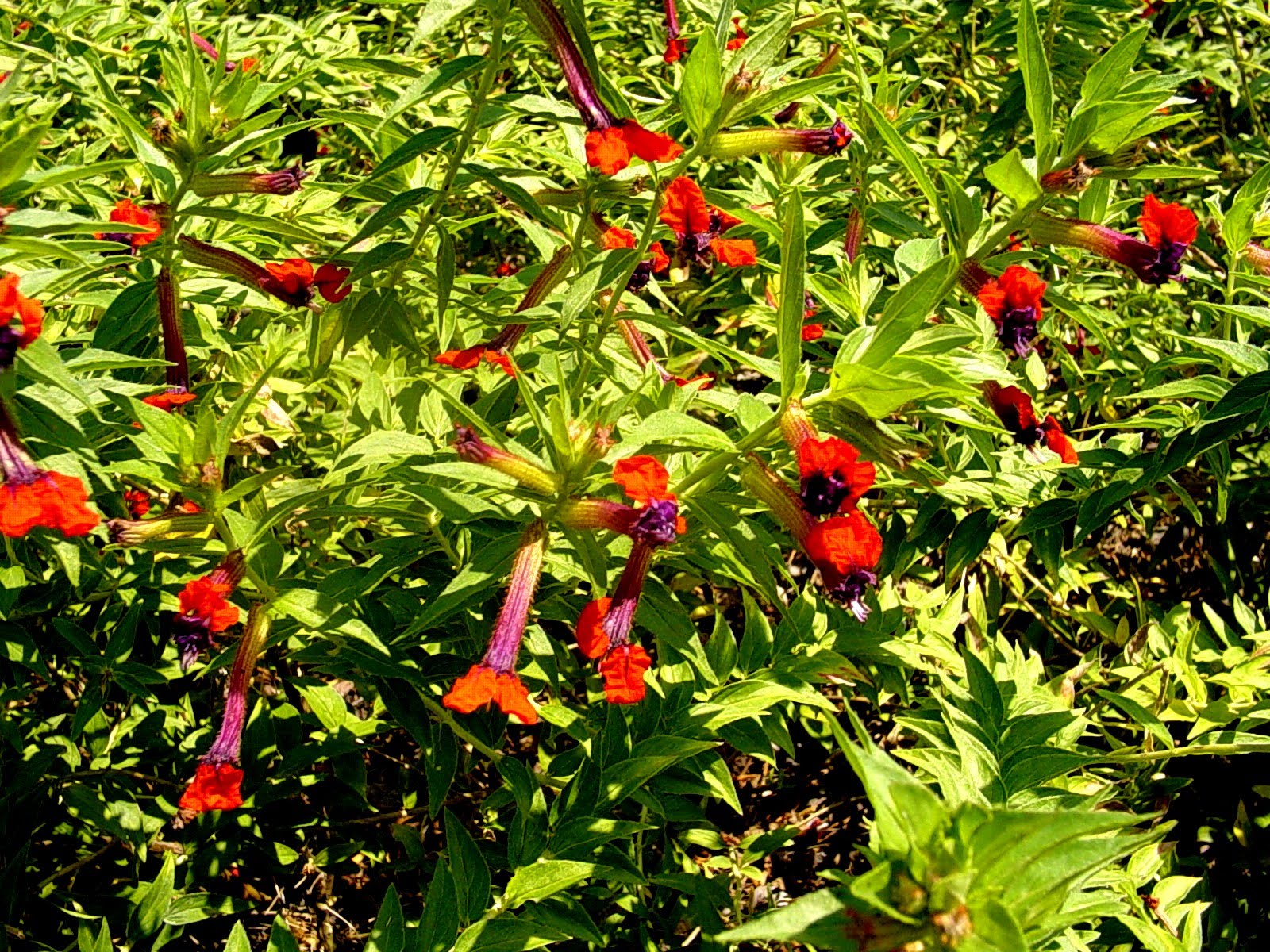 Americus Garden Inn Bed and Breakfast Berries, Bees, and Buds