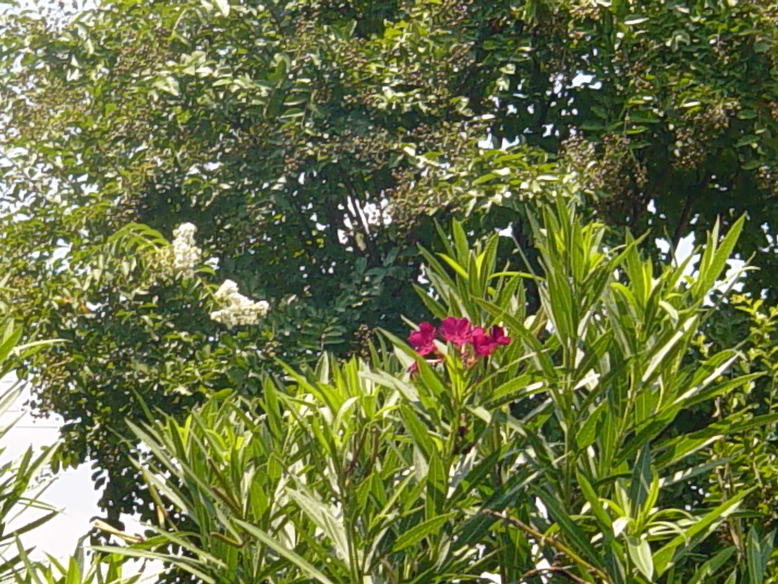 Americus Garden Inn Bed and Breakfast Berries, Bees, and Buds