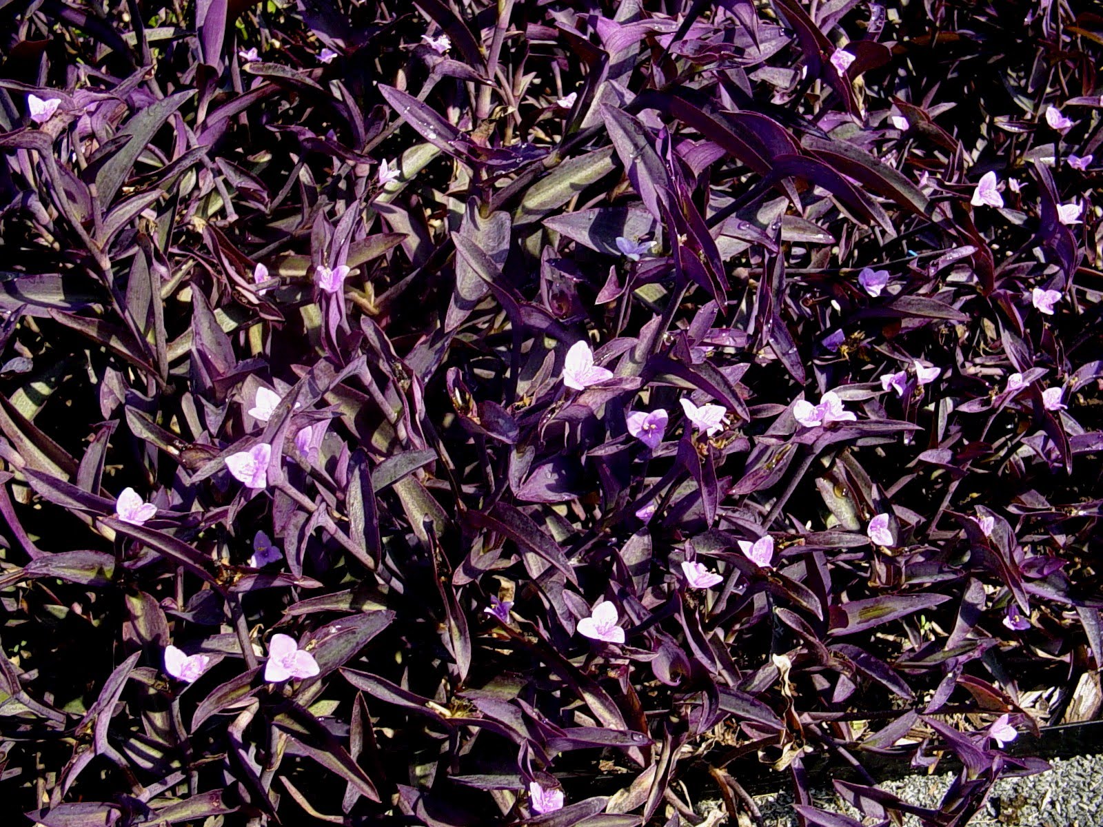 Americus Garden Inn Bed and Breakfast Berries, Bees, and Buds