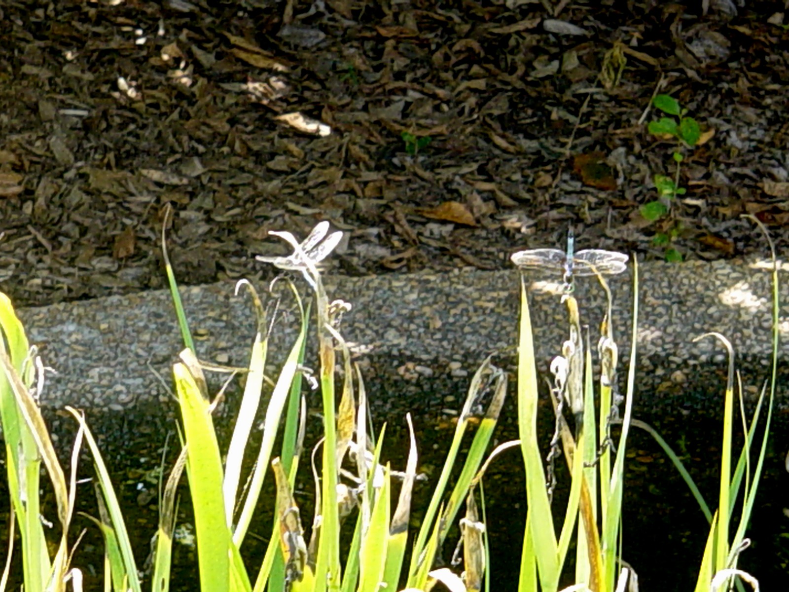 Americus Garden Inn Bed and Breakfast Berries, Bees, and Buds