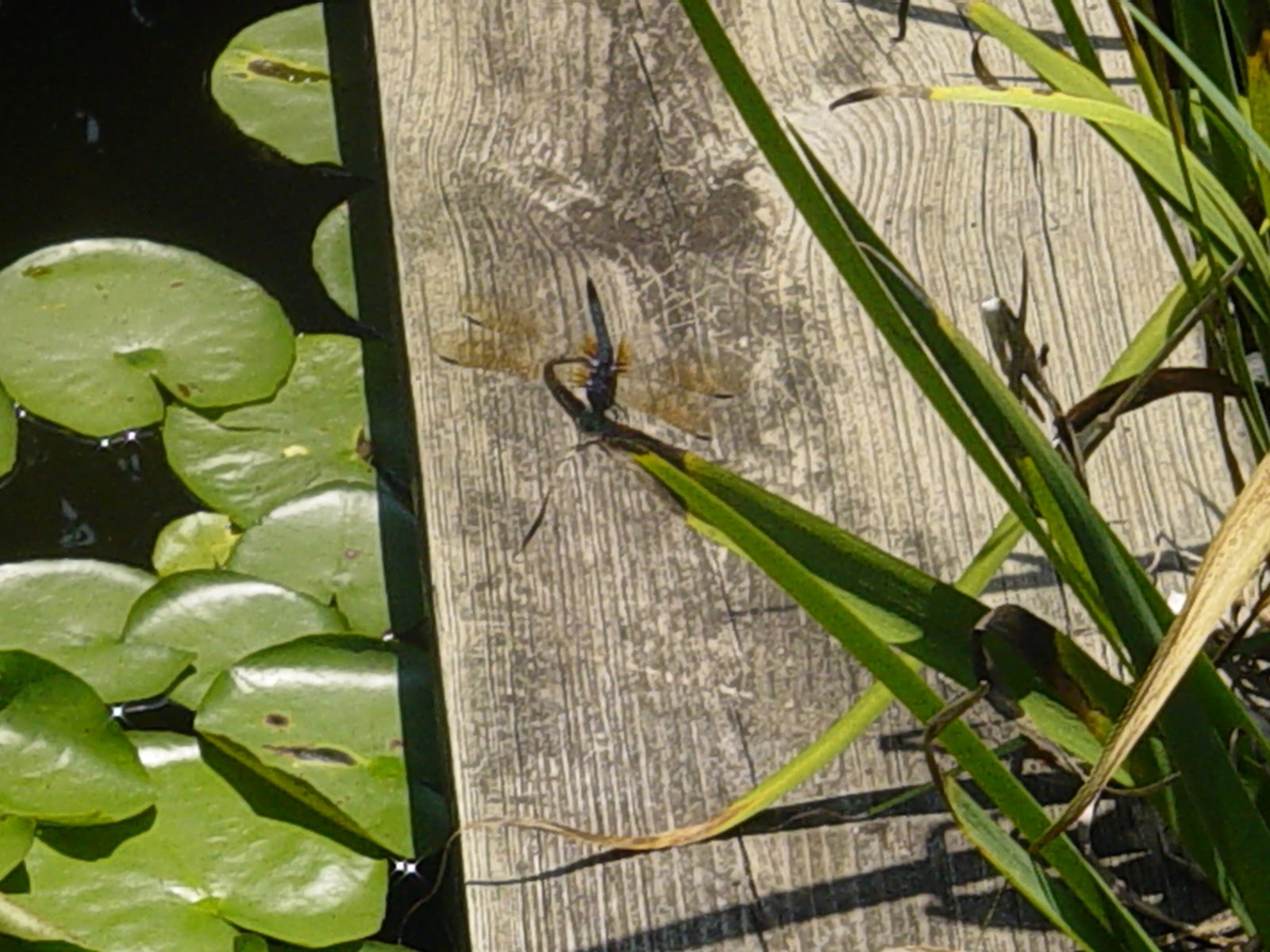 Americus Garden Inn Bed and Breakfast Berries, Bees, and Buds