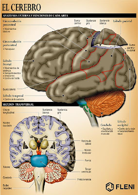 Imagenes del cerebro y sus partes
